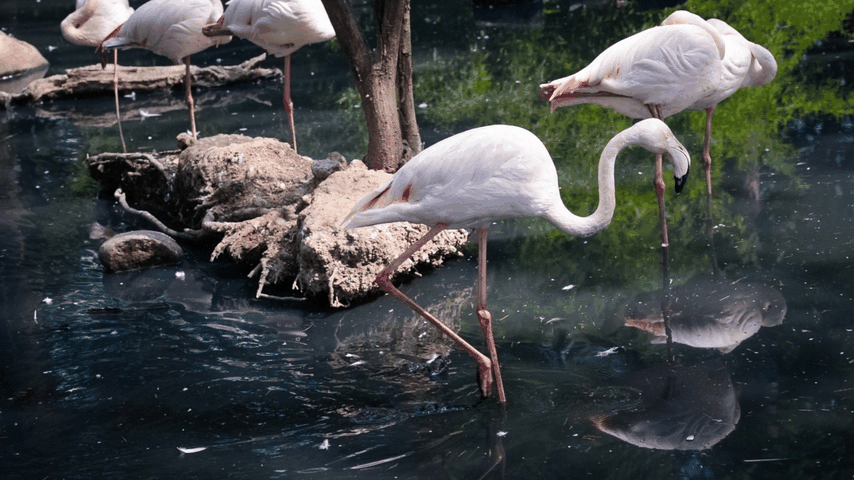 gif6
